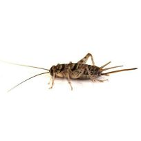 The Bug Company Pre Packaged live crickets Medium to Large, BBML25