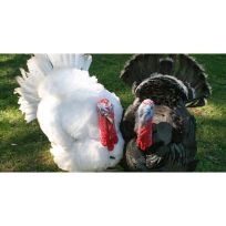 Assorted Turkey - Straight Run, ATS